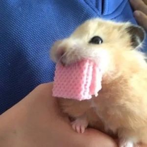 Meet your Posher, Isabella